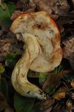Tylopilus balloui image