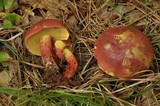 Baorangia bicolor image