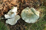 Russula parvovirescens image