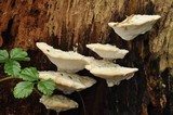 Fomitopsis spraguei image