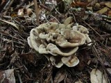 Hydnellum frondosum image