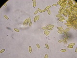 Xanthoconium affine image