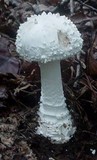 Amanita cokeri image