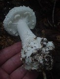 Amanita cokeri image