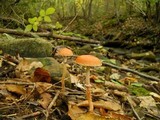 Leratiomyces squamosus image