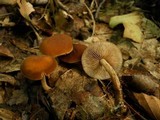 Agrocybe firma image