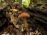 Psathyrella delineata image