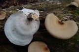 Royoporus badius image