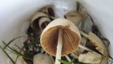 Conocybe apala image