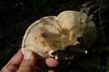 Trametes gibbosa image