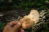 Trametes gibbosa image