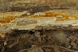 Coriolopsis gallica image