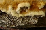 Coriolopsis gallica image