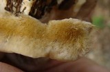 Coriolopsis gallica image
