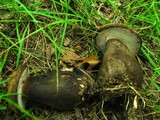 Tylopilus atronicotianus image