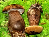 Tylopilus atronicotianus image