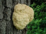 Hericium abietis image