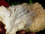 Hericium abietis image
