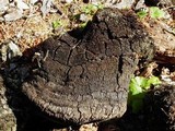 Echinodontium tinctorium image