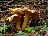 Cantharellus formosus image