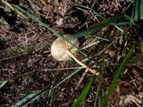 Marasmius oreades image