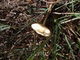 Marasmius oreades image