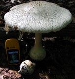 Amanita rhopalopus image