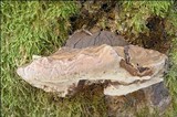 Ganoderma australe image
