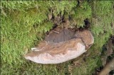 Ganoderma australe image
