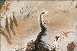 Ganoderma australe image