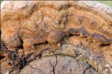 Ganoderma australe image
