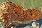 Ganoderma australe image