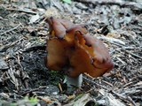 Gyromitra infula image