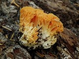 Ramaria armeniaca image