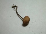 Psilocybe coprophila image