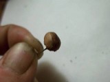 Psilocybe coprophila image