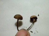Psilocybe coprophila image