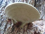 Fomes fasciatus image
