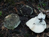 Russula aeruginea image