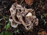 Hydnellum frondosum image