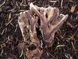 Hydnellum frondosum image