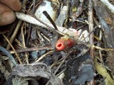 Mutinus elegans image
