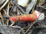 Mutinus elegans image