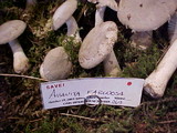 Amanita farinosa image