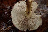 Pholiota polychroa image