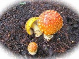 Amanita muscaria var. persicina image