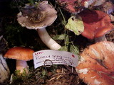Russula sanguinaria image
