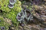 Ascocoryne sarcoides image