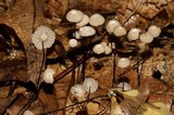 Marasmius capillaris image
