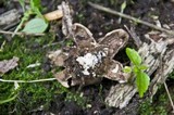 Geastrum triplex image